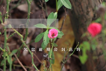 欠款逾期会封店吗 欠款逾期会封店吗