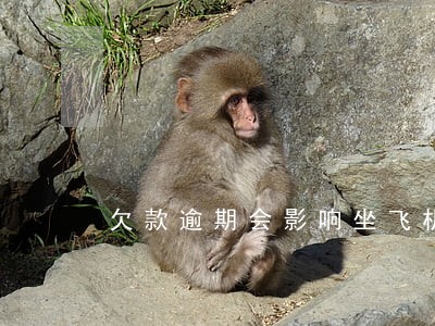 欠款逾期会影响坐飞机吗 欠款逾期会影响坐飞机吗