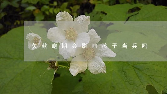 欠款逾期会影响孩子当兵吗 欠款逾期会影响孩子当兵吗