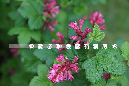 欠款逾期会留有案底吗 欠款逾期会留有案底吗