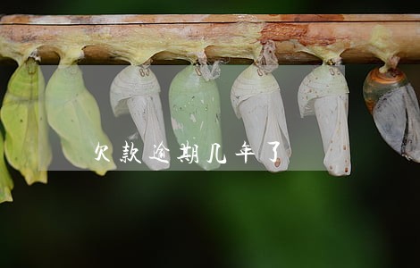 欠款逾期几年了