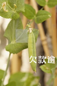 欠款逾期利息任何计算 欠款逾期利息任何计算