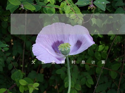 欠款逾期利息计算 欠款逾期利息计算