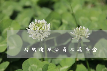 欠款逾期协商只还本金 欠款逾期协商只还本金