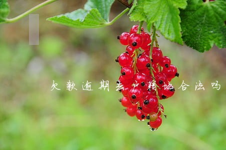 欠款逾期去户籍地合法吗 欠款逾期去户籍地合法吗