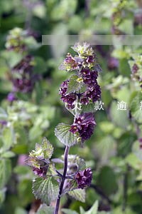 欠款逾期可以买保险吗