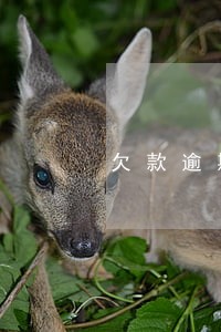 欠款逾期可以办信用卡吗