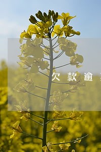 欠款逾期可以拘留吗