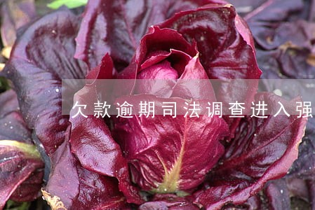 欠款逾期司法调查进入强制执行 欠款逾期司法调查进入强制执行