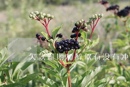 欠款逾期和醉驾有没有冲突