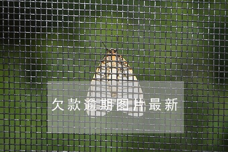 欠款逾期图片最新