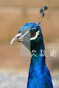 欠款逾期坐牢 欠款逾期坐牢