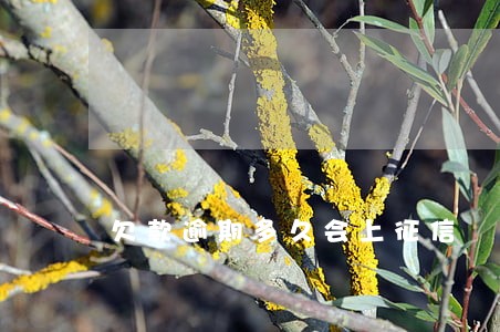 欠款逾期多久会上征信 欠款逾期多久会上征信