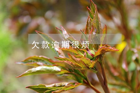 欠款逾期很烦 欠款逾期很烦