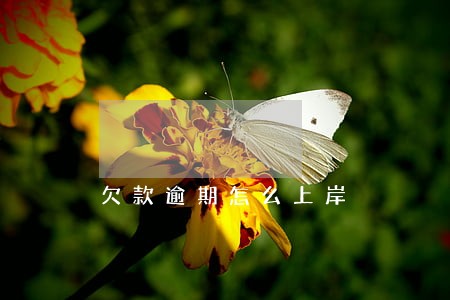 欠款逾期怎么上岸