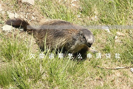 欠款逾期怎么申请贷款 欠款逾期怎么申请贷款