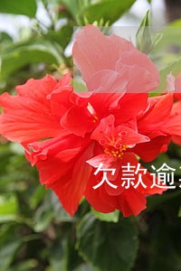 欠款逾期打给社区 欠款逾期打给社区