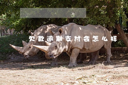 欠款逾期支付会怎么样 欠款逾期支付会怎么样