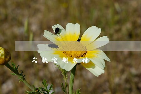 欠款逾期未付 欠款逾期未付