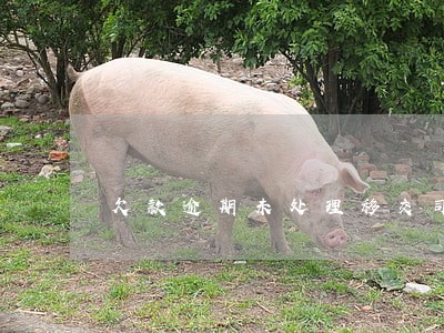 欠款逾期未处理移交司法机构 欠款逾期未处理移交司法机构