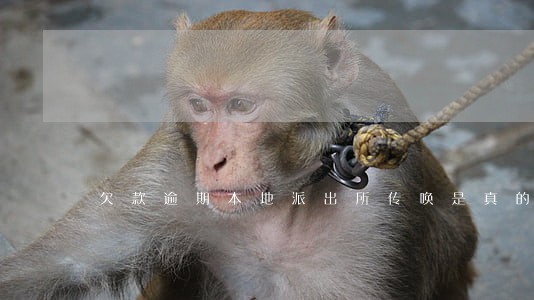 欠款逾期本地派出所传唤是真的吗