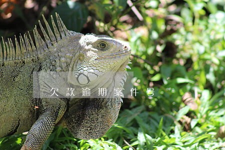 欠款逾期案件号 欠款逾期案件号