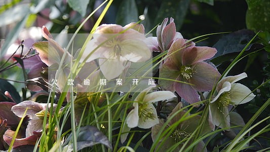 欠款逾期案开庭 欠款逾期案开庭