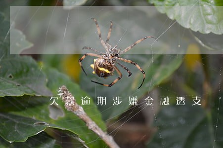 欠款逾期涉嫌金融透支 欠款逾期涉嫌金融透支