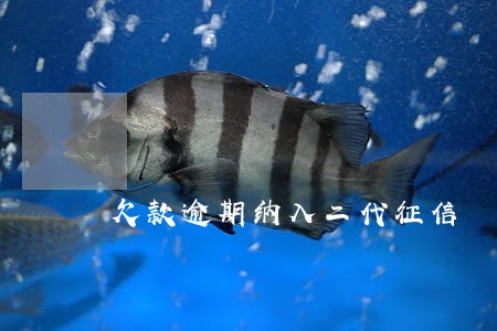 欠款逾期纳入二代征信 欠款逾期纳入二代征信