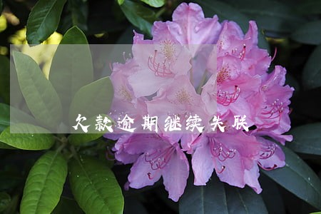 欠款逾期继续失联