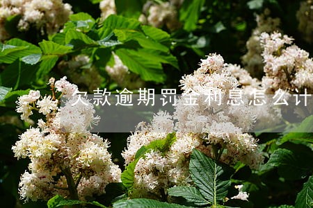 欠款逾期罚金利息怎么计算