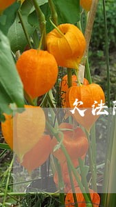 欠法院钱可以分期吗 欠法院钱可以分期吗