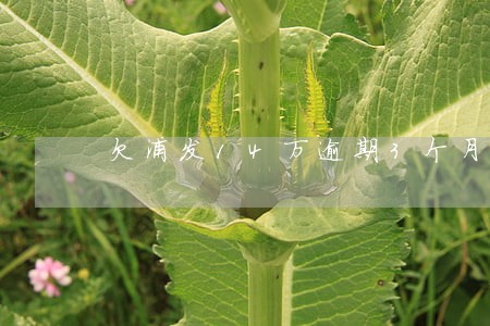 欠浦发14万逾期3个月怎么办 欠浦发14万逾期3个月怎么办