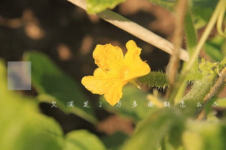 欠浦发2万多逾期怎么办 欠浦发2万多逾期怎么办