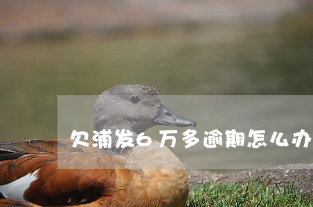 欠浦发6万多逾期怎么办 欠浦发6万多逾期怎么办