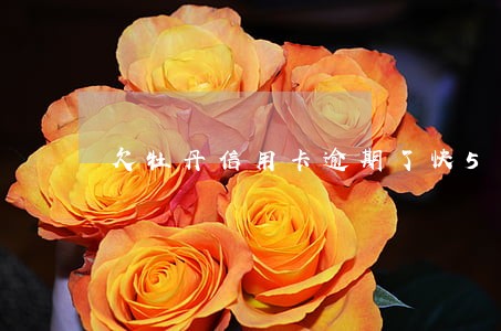 欠牡丹信用卡逾期了快5年了 欠牡丹信用卡逾期了快5年了