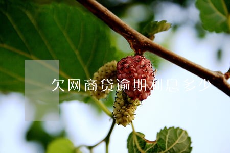 欠网商贷逾期利息多少 欠网商贷逾期利息多少