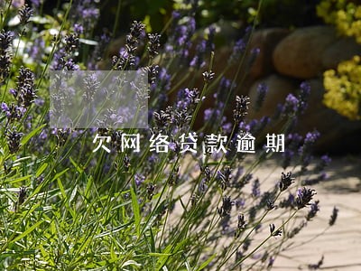 欠网络贷款逾期 欠网络贷款逾期