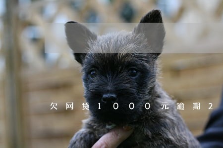 欠网贷1000元逾期2年 欠网贷1000元逾期2年