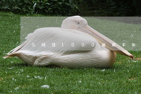 欠网贷1000逾期半年 欠网贷1000逾期半年