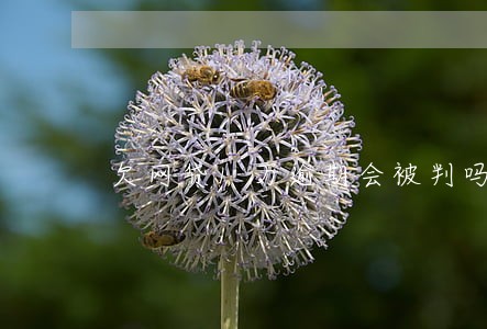 欠网贷1万逾期会被判吗 欠网贷1万逾期会被判吗