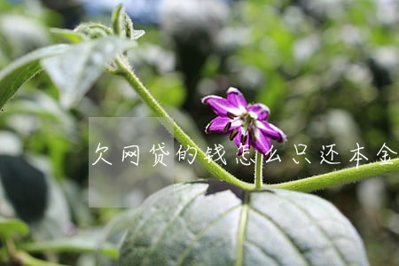 欠网贷的钱怎么只还本金 欠网贷的钱怎么只还本金