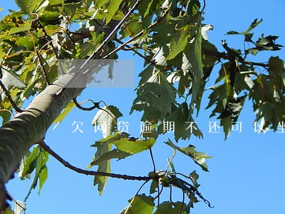 欠网贷逾期不还可以坐飞机吗 欠网贷逾期不还可以坐飞机吗