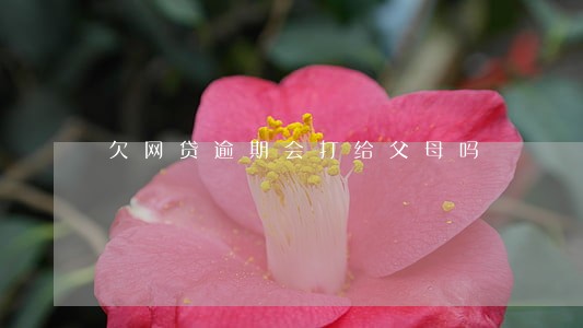 欠网贷逾期会打给父母吗 欠网贷逾期会打给父母吗