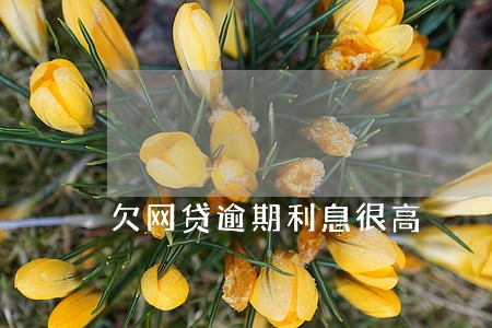 欠网贷逾期利息很高 欠网贷逾期利息很高