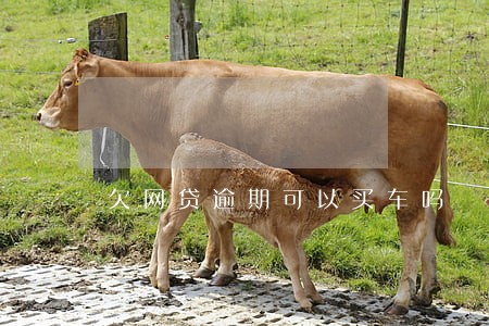 欠网贷逾期可以买车吗 欠网贷逾期可以买车吗