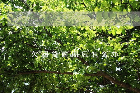 欠网贷逾期后怎么办 欠网贷逾期后怎么办