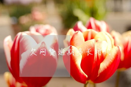 欠网贷逾期多长时间 欠网贷逾期多长时间