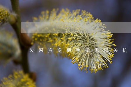 欠网贷逾期手机无限关机 欠网贷逾期手机无限关机