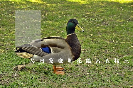 欠网贷逾期还能出去找工作吗